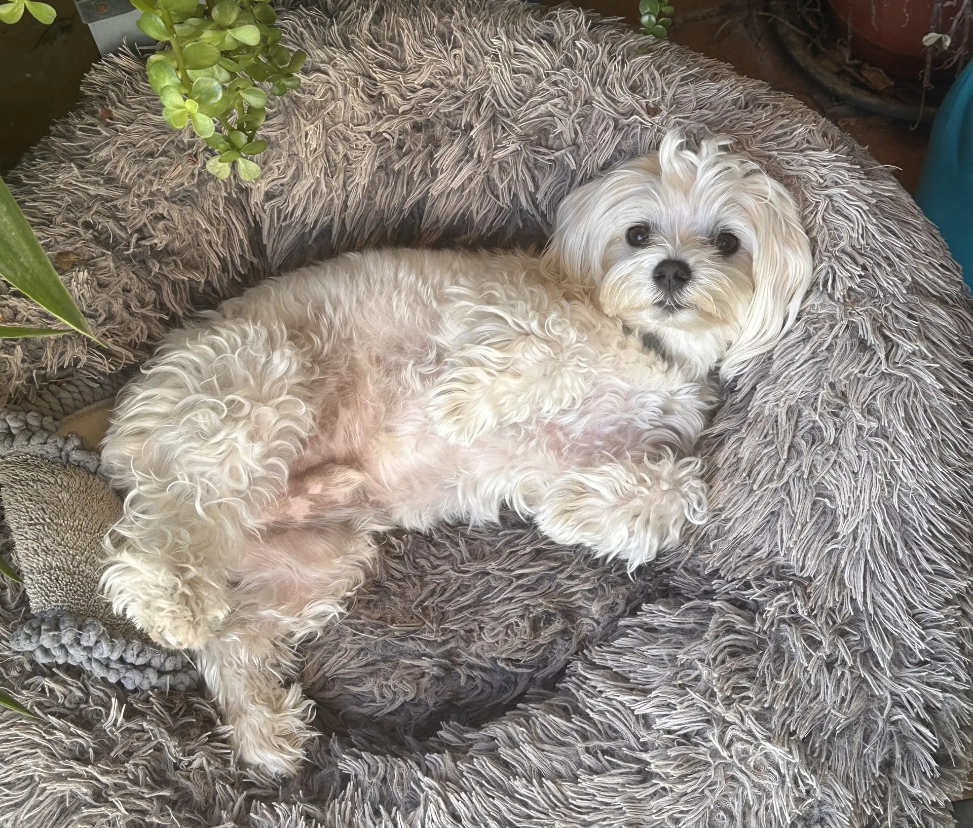Obi living life